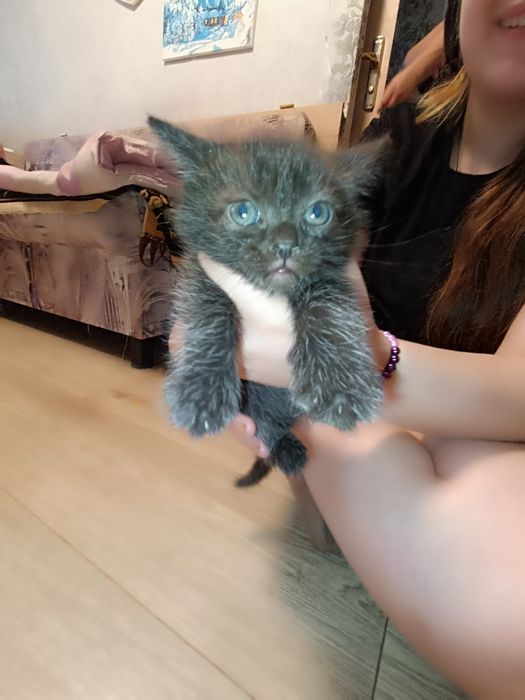 Отдам котят в добрые руки