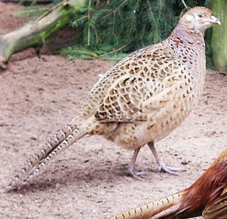 Продам курицу фазана.