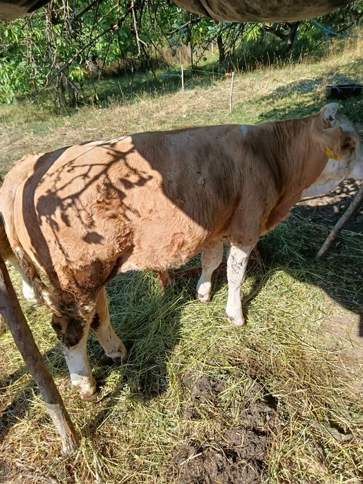 Vițel                  .