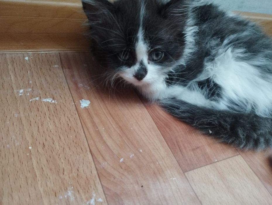 Отдам котят 2 девочки