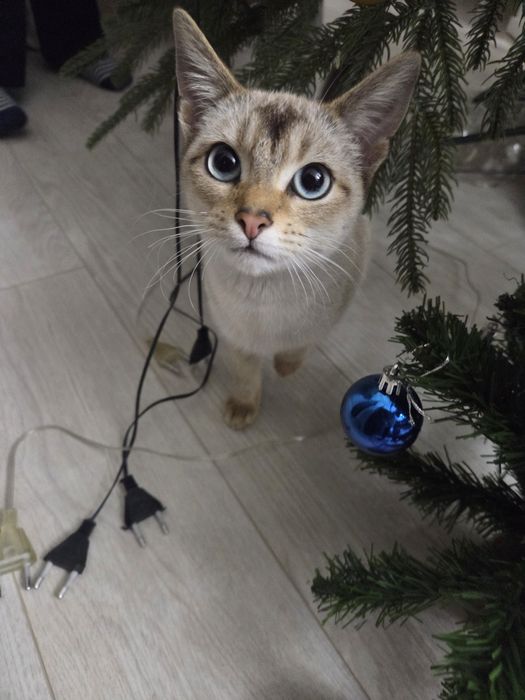 Котёнок 8 месяцев