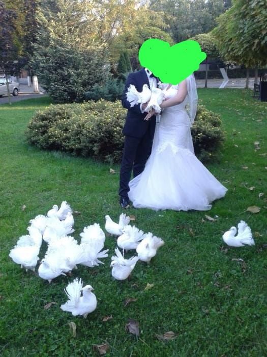 Porumbei pentru evenimente nunti