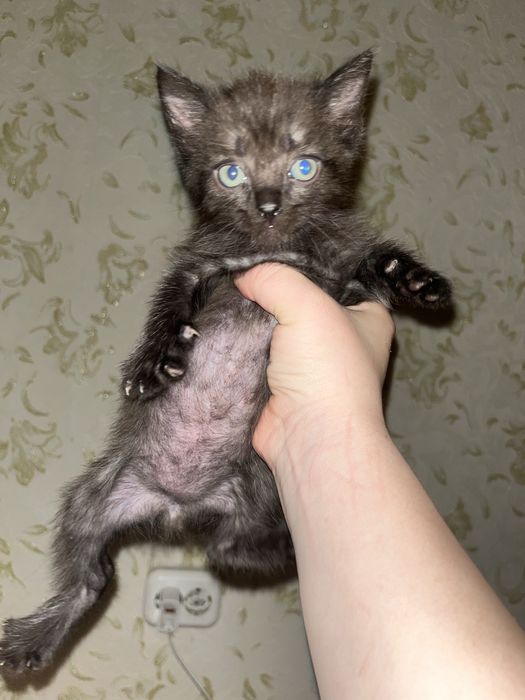 Продам британских котят