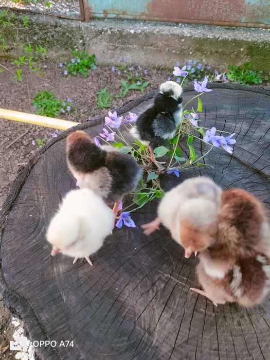 Pui de gaina din rasele:Paduane Chamoise.