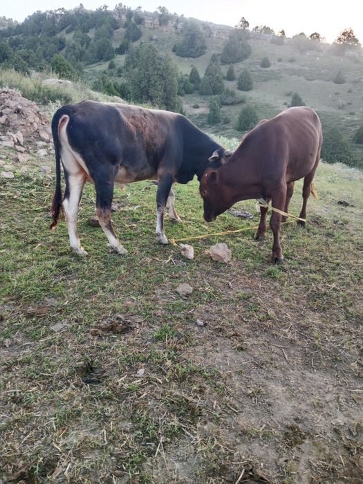 Shvet buqa sotiladi