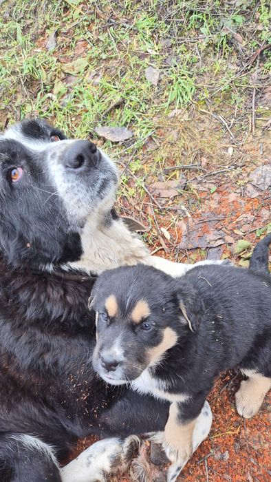 Кученца от средно азиатска овчарка