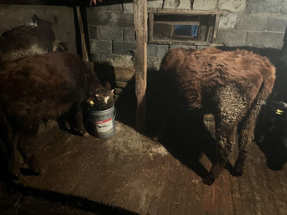 Бұзаулар сатылады