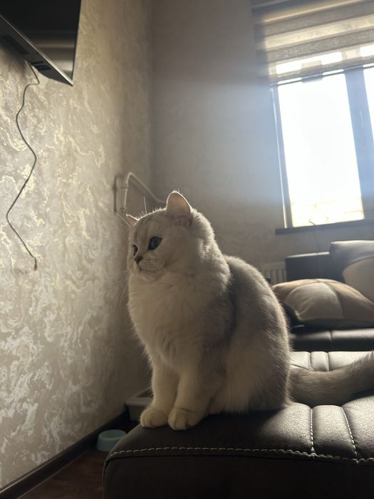 Серебристя Шиншилла