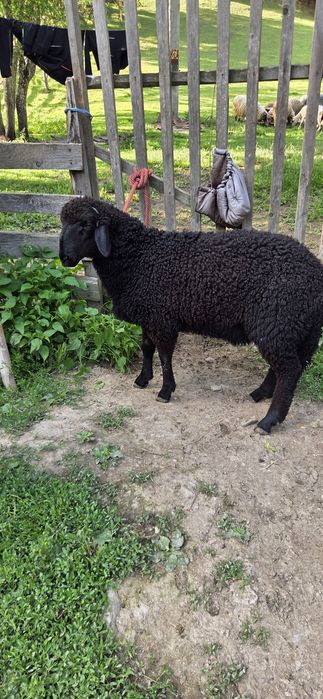 Berbecuț de 3 luni de vanzare