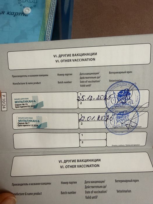 Продам немецкий шпиц цверг