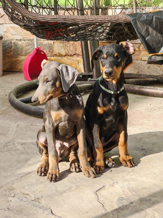 Доберманы щенки.