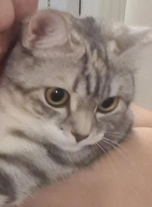 Продам котенка.7