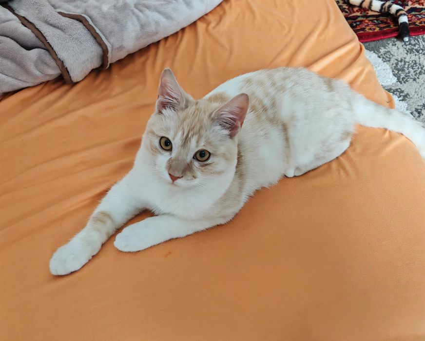 Шикарный котенок 6 месяцев