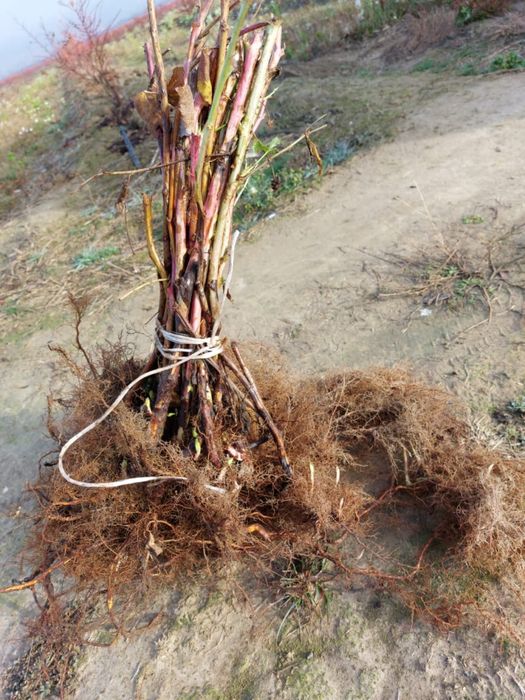 Puieți de zmeură şi căpșuni de diferite soiuri din toată Europa