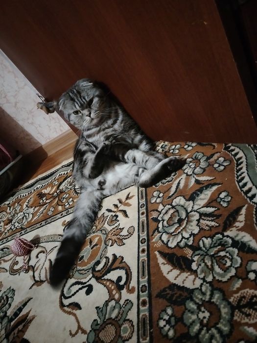 Кошка шотланская вислауха