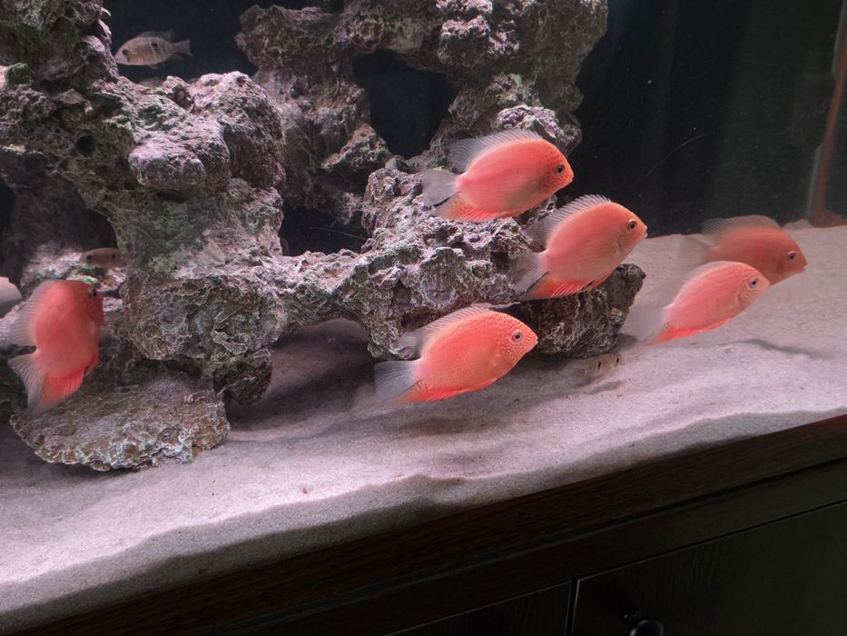 Северум красноточечный