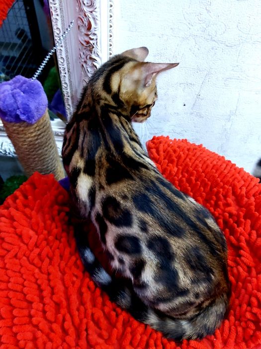 Девочки - ЗОЛОТО- УГОЛЬ. Бенгальские