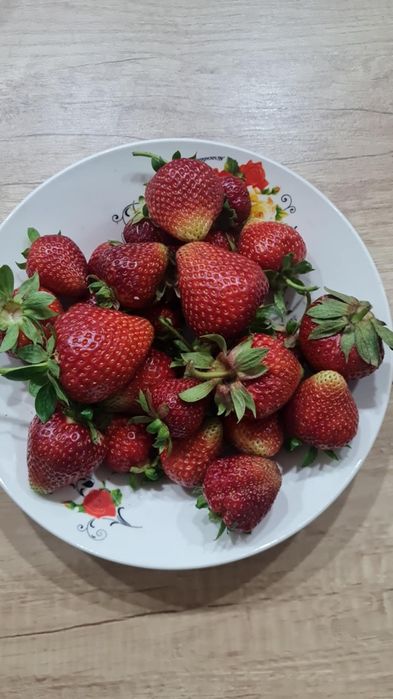 Vând stoloni de capsuni