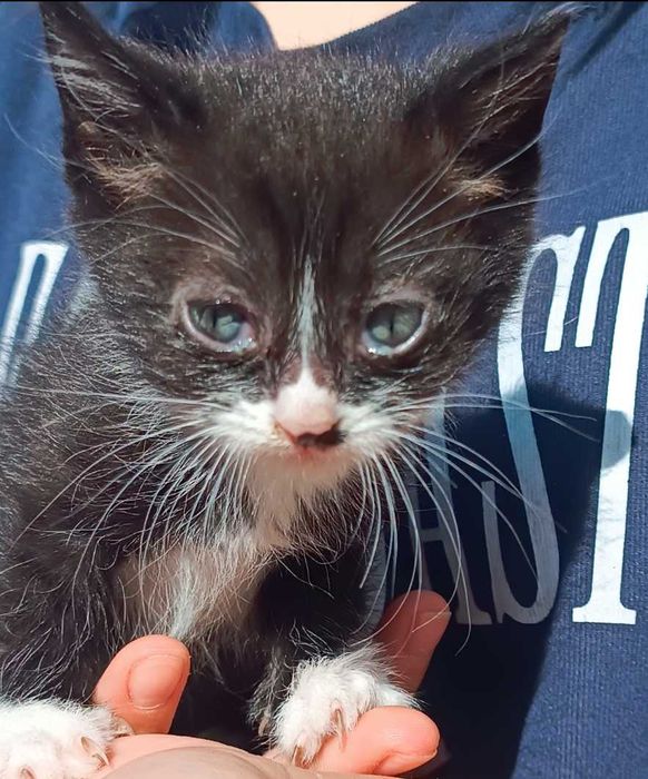 Котята, мальчик и девочка