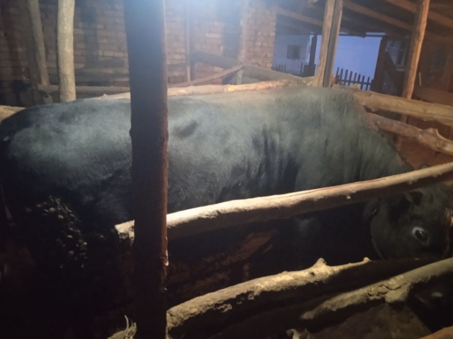 Бык,бычок животные