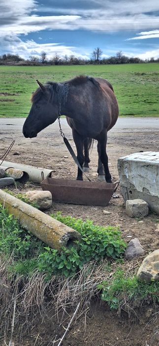 5 годишна кобила