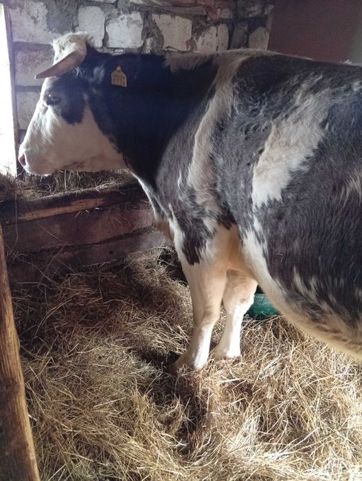 Vând junincă la A2 a fătare gestantă în 9 luni împlinite