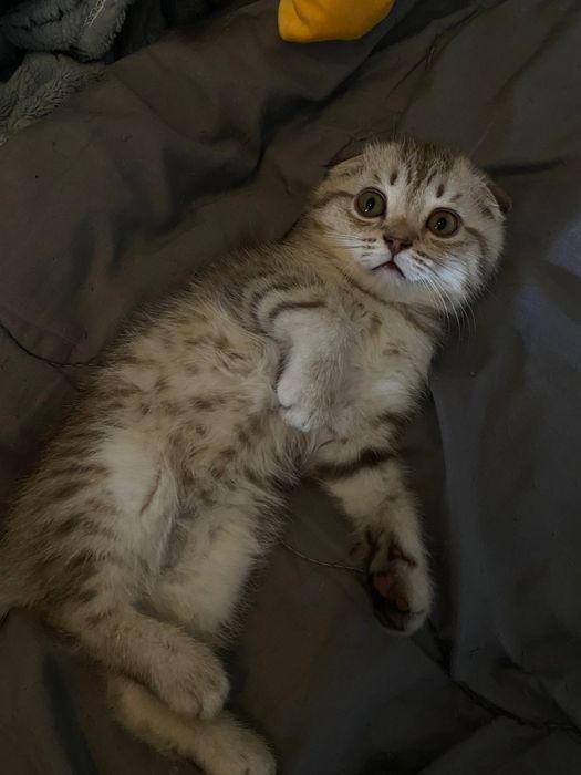 Мальчик скоттиш-фолд