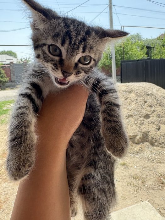 Отдаю котят бесплатно