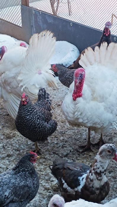 Индюк на племя 7месяцев