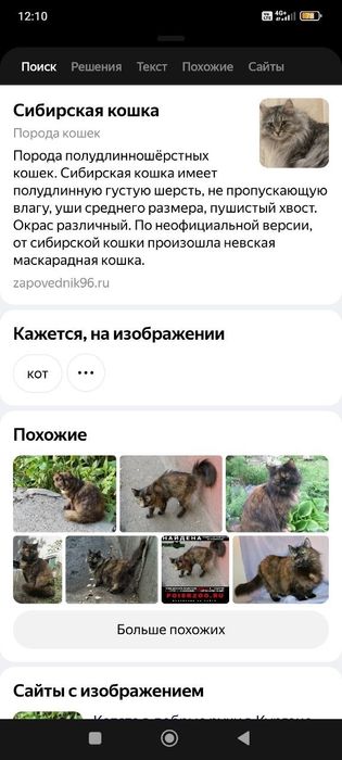 Кошечка в добрые руки