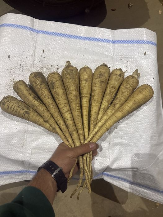 Vand patrunjel, pastarnac