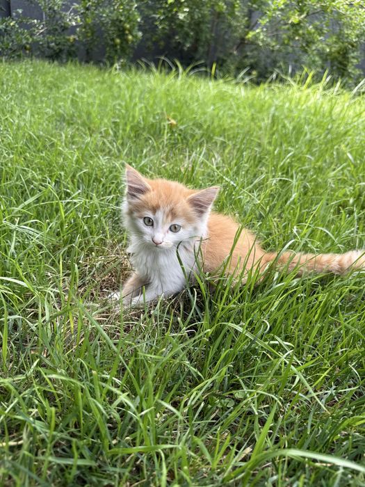 Отдам котёнка в добрые руки