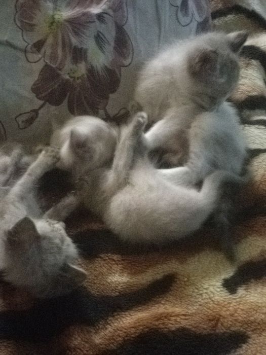 Кошечка 1,5 месяца