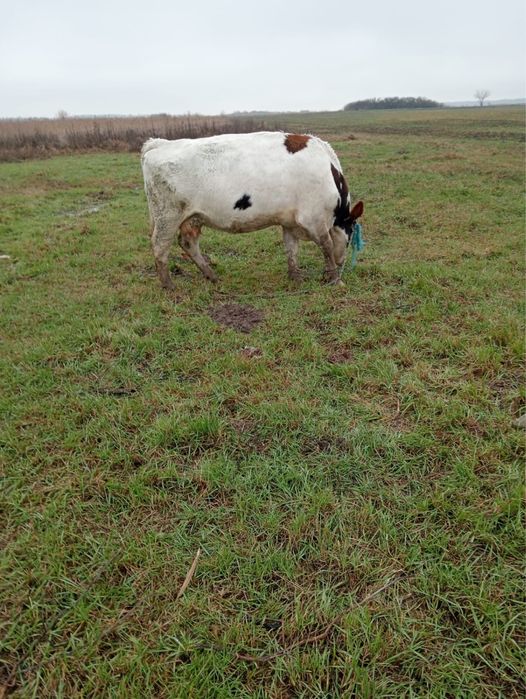 Vand vacă tânără de abator !