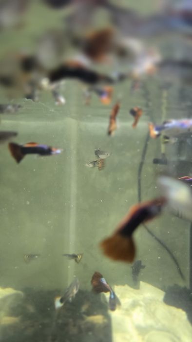 Аквариум с рыбками