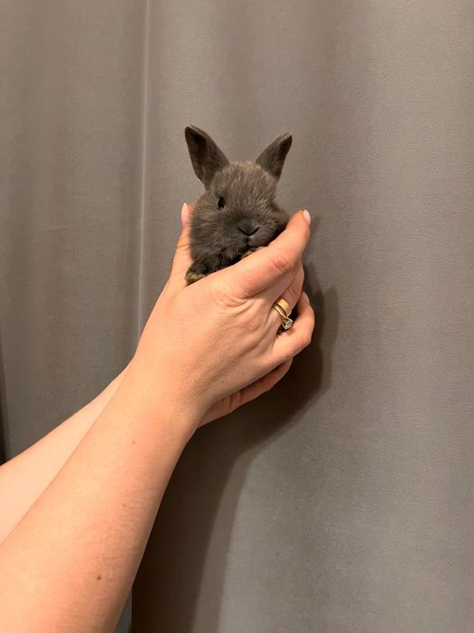 Продам декаративных кроликов