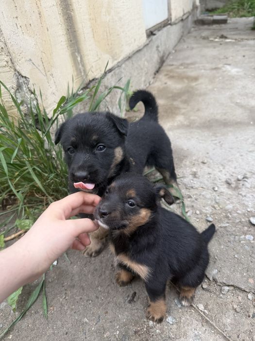 щенята  очень ласковые игривые полтора месеца