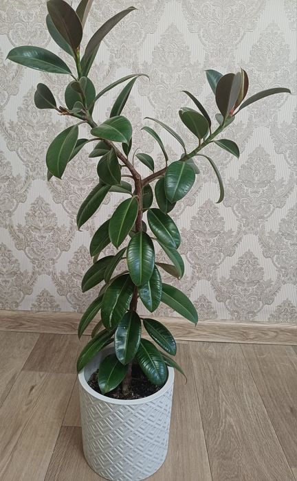 Продам цветок фикус