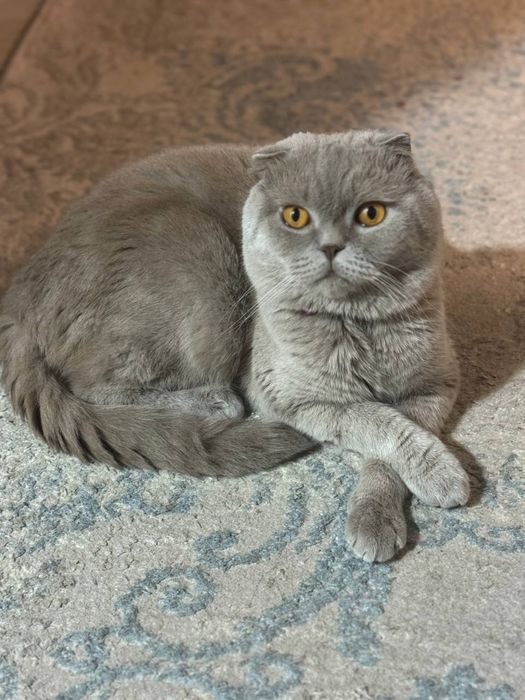 Шотландский фолд