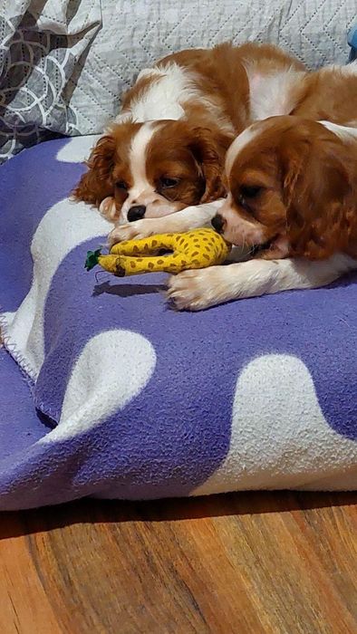 Малки сладки кавалер кинг чарлз шпаньол