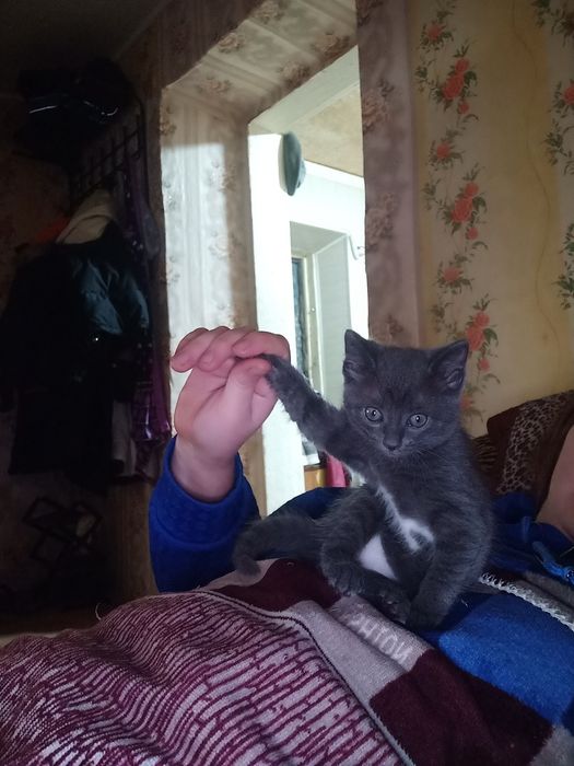 Отдам кошечку,2 месяца