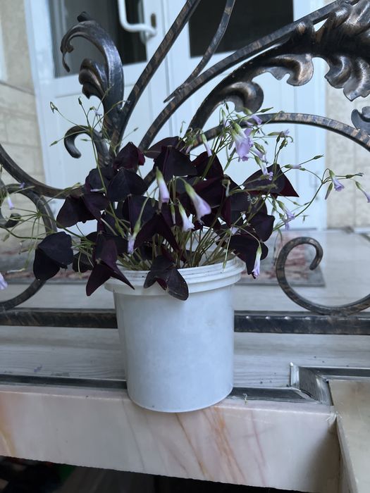 Цветы. Кислицы. Не прихотливые