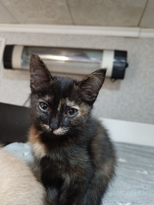 Отдам котенка бесплатно