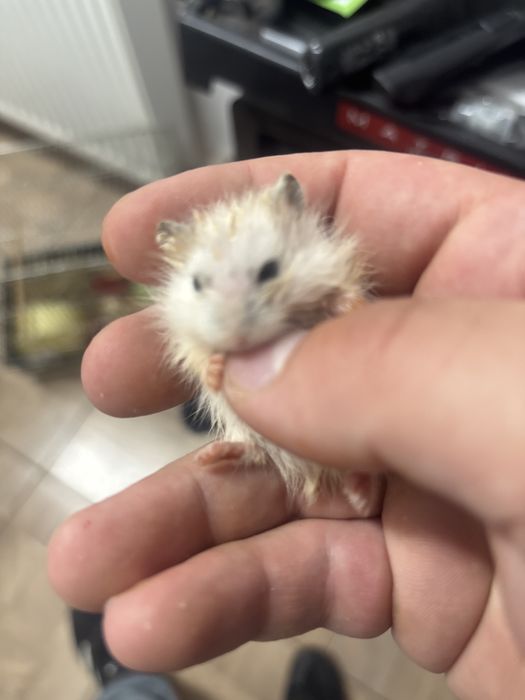 Hamster siberian