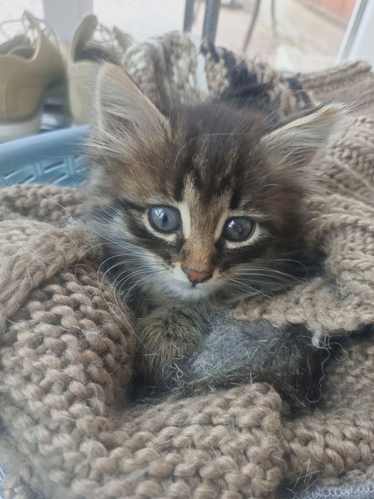 Отдам в добрые руки котенок 1 месяц , мальчик