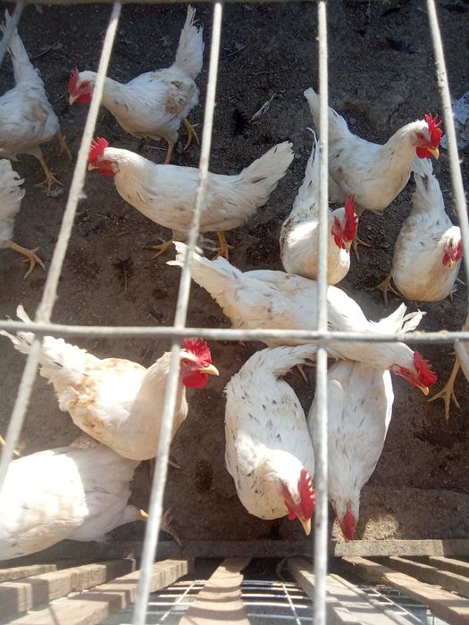 Ёш хўрозлар сотилади 65000 сўмдан