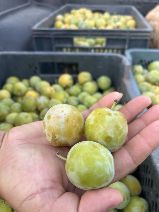 De vanzare prune ideale pentru compot si consum