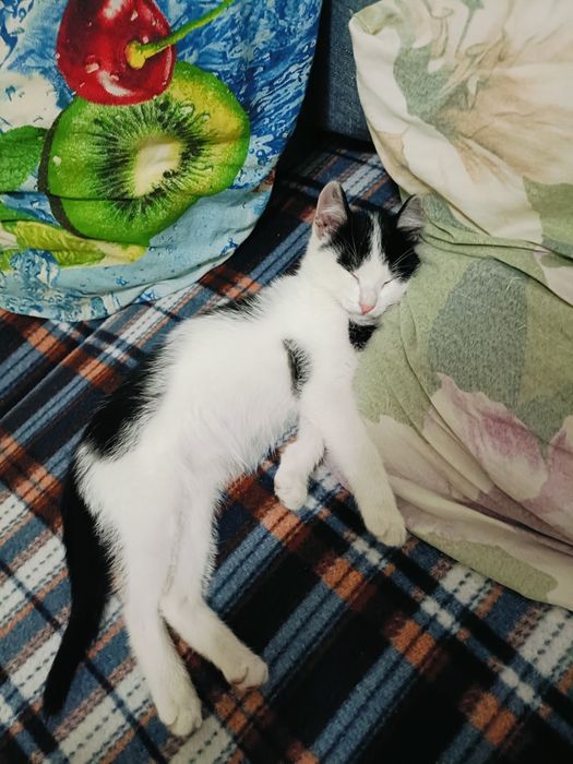 Отдам Котёнка в добрые руки