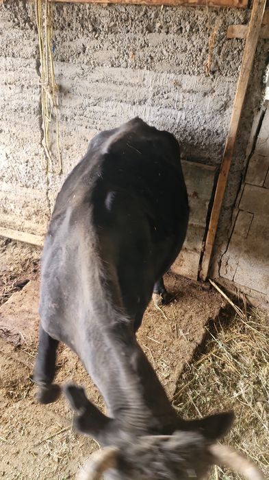 Одна дойная корова вторая с теленком