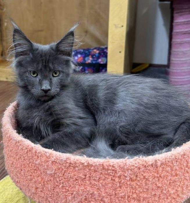 Продаётся котёнок  мейн-кун